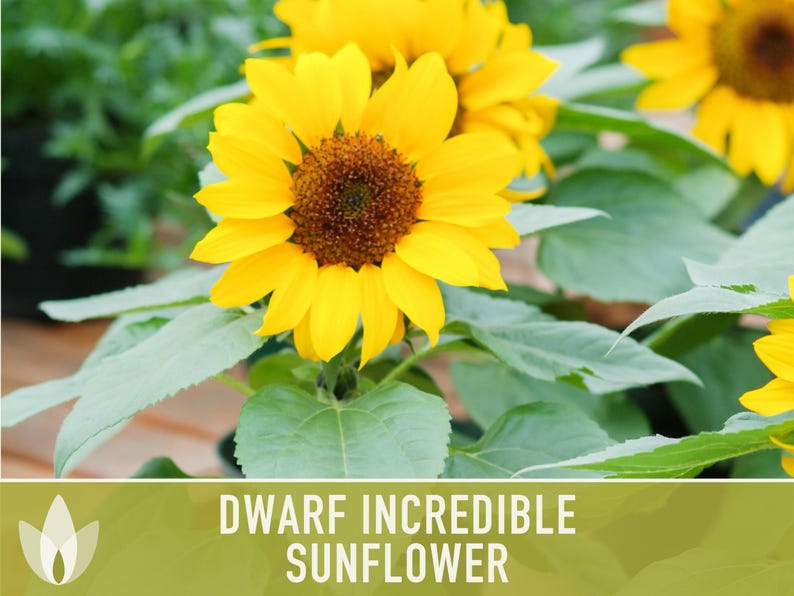Dwarf Sunflower Seeds | 20+ Seeds, Heirloom Non-GMO, Yellow Blooms, Container Friendly, Helianthus annuus image 9