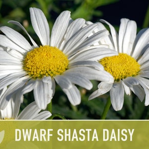 Dwarf Shasta Daisy Flower Seeds Heirloom, Tall Shasta, Edible Flowers, Cut Flowers, Dried Flowers, Container Garden, Cottage Garden image 4