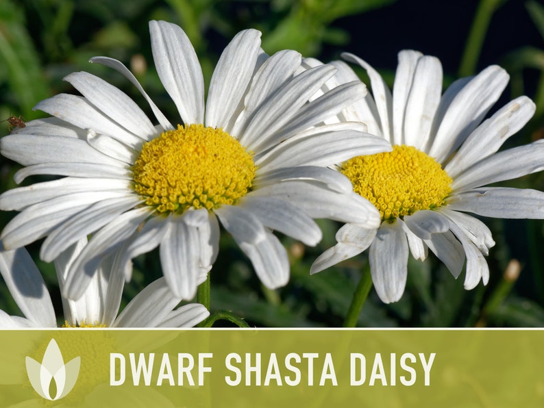 Dwarf Shasta Daisy Flower Seeds Heirloom, Tall Shasta, Edible Flowers, Cut Flowers, Dried Flowers, Container Garden, Cottage Garden image 4