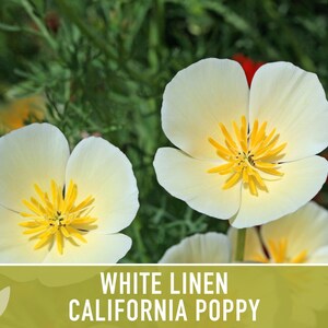 White Linen California Poppy Seeds – Creamy White Flowers image 9