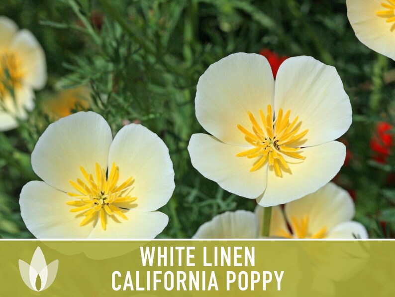 White Linen California Poppy Seeds – Creamy White Flowers image 9