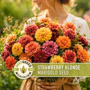 Strawberry Blonde Marigold Seeds | Peach Pink Yellow, Annual, Heat Tolerant | Tagetes patula imagem 5