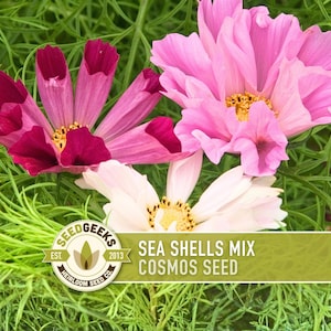 Sea Shells Cosmos Flower Seeds, Pollinator Friendly, Heirloom Non-GMO image 1