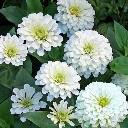 Zinnia, Polar Bear White Heirloom Seeds, Flower Seeds