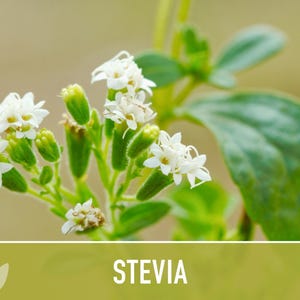 Stevia Herb Seeds - Non-GMO Heirloom Sugar Substitute image 11