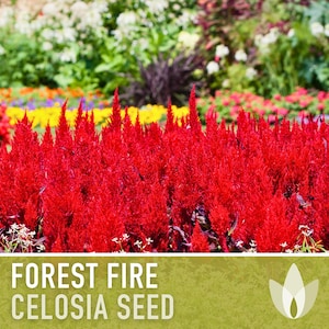 Celosia, Forest Fire Seeds - 50 Heirloom Flower Seeds, Fiery Red Plumes, Long Blooming, Easy Grow, Dried Bouquets, Celosia plumosa, Non-GMO