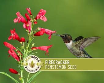 Firecracker Penstemon Seeds – Heirloom Wildflower, Pollinator Garden