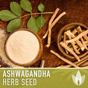 Ashwagandha Seeds - Heirloom Seeds, Indian Ginseng Seeds, Withania Somnifera, Ayurvedic Herb, Medicinal Herb, Non-GMO, Open Pollinated
