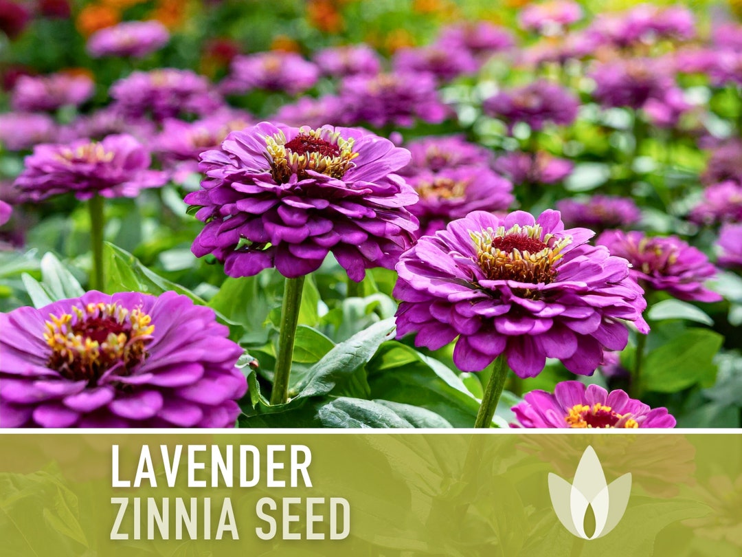 Semillas de zinnia lavanda (heirloom), flores moradas cortadas, jardín de  mariposas - Etsy México, image size:1080x810