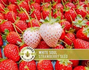 May include: A close-up of fresh strawberries, with two white strawberries in the foreground. The white strawberries have red seeds and green stems, surrounded by many red strawberries. The image includes a logo and text that reads "WHITE SOUL STRAWBERRY SEED."