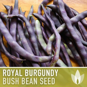 Royal Burgundy Bush Bean Heirloom Seeds