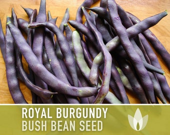 Royal Burgundy Bush Bean Heirloom Seeds