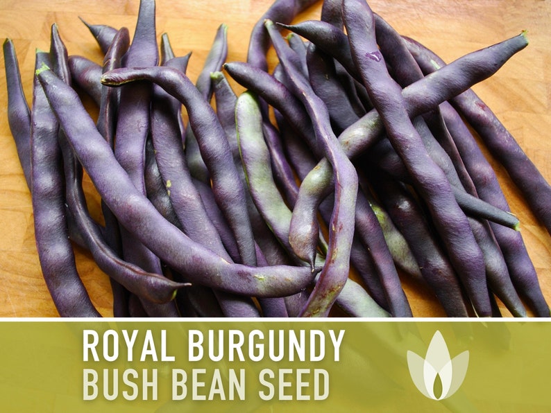 Royal Burgundy Bush Bean Heirloom Seeds Bild 1