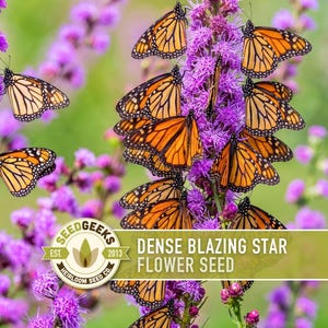 May include: A vibrant image showcases Monarch butterflies with orange and black wings clustered on purple Dense Blazing Star flowers. The scene is set in a natural outdoor environment, with a green and blurred background. The image includes the text "Dense Blazing Star Flower Seed".