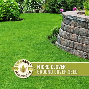 May include: A vibrant green lawn with a retaining wall made of stacked stone. The image features a logo that reads "Seed Geeks" and the text "Micro Clover Ground Cover Seed."