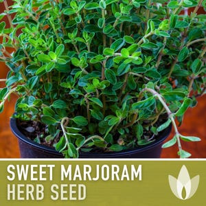 Sweet Marjoram Herb Seeds – Heirloom Culinary Herb, Non-GMO image 10