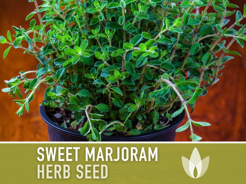 Sweet Marjoram Herb Seeds – Heirloom Culinary Herb, Non-GMO image 10