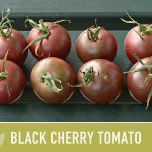 Black Cherry Tomato Seeds - Heirloom, Non-GMO image 10