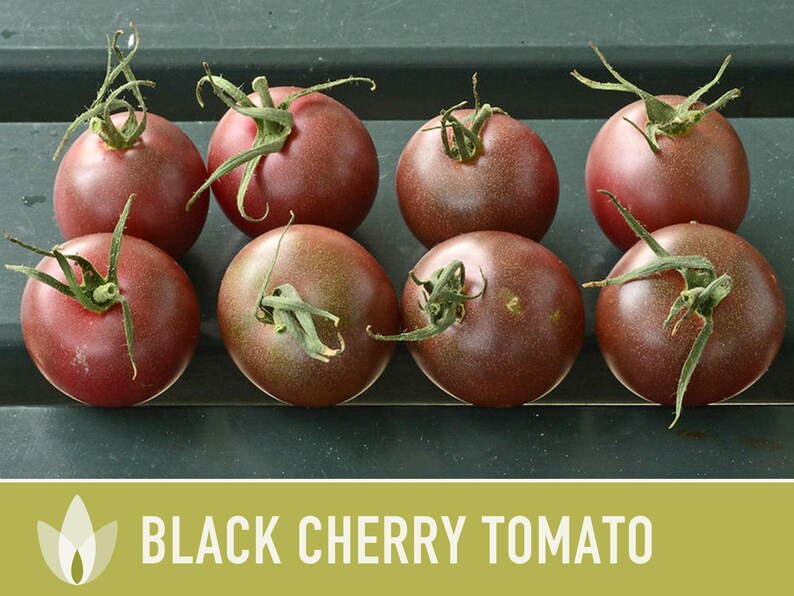 Black Cherry Tomato Seeds - Heirloom, Non-GMO image 10