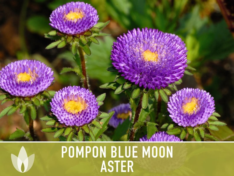 Blue Moon Aster Seeds | 30+ Seeds, Heirloom Pompon, Vibrant Cut Flowers | Callistephus chinensis image 9