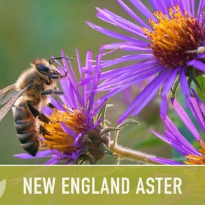 New England Aster Seeds, Heirloom Native Variety zdjęcie 8