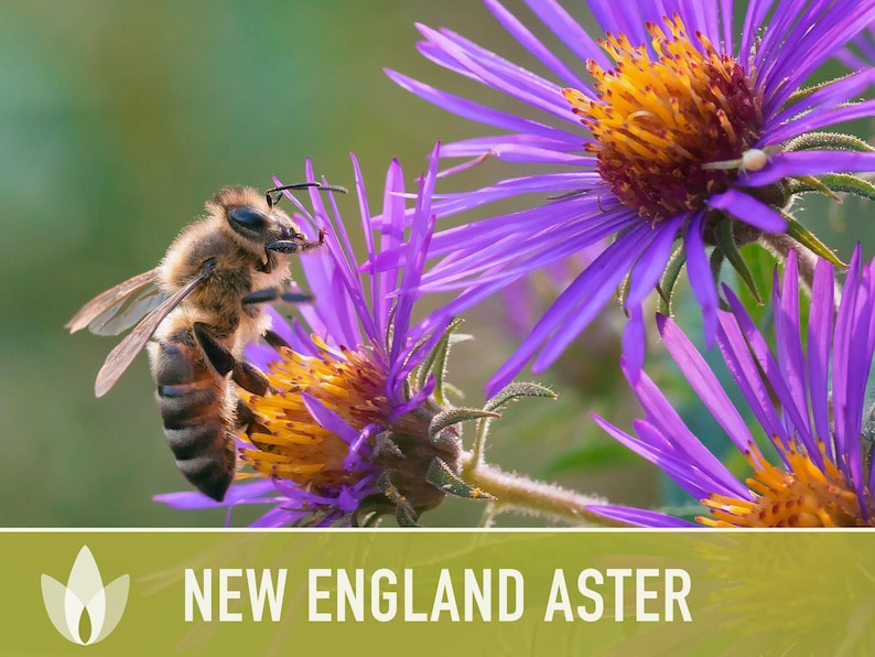 New England Aster Seeds, Heirloom Native Variety zdjęcie 8