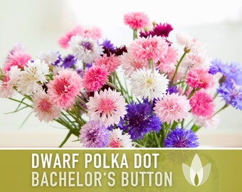 Bachelor's Button, Dwarf Polka Dot Flower Seeds - Heirloom Seeds, Cornflower, Wildflower, Open Pollinated, Non-GMO