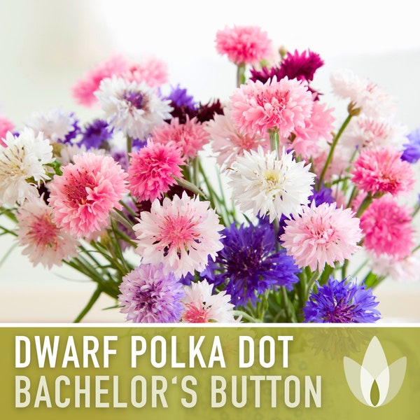 Bachelor's Button, Dwarf Polka Dot Flower Seeds - Heirloom Seeds, Cornflower, Wildflower, Open Pollinated, Non-GMO