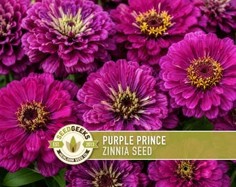 Purple Prince Zinnia Seed | 100+ Flower Seeds, Easy to Grow, Huge Blooms | Zinnia elegans