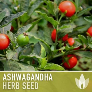Ashwagandha Herb Seeds | 30+ Seeds, Organic, Heirloom Indian Ginseng, Medicinal, Withania somnifera image 7