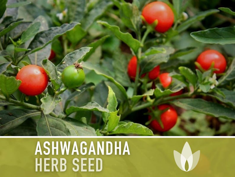 Ashwagandha Herb Seeds | 30+ Seeds, Organic, Heirloom Indian Ginseng, Medicinal, Withania somnifera image 7