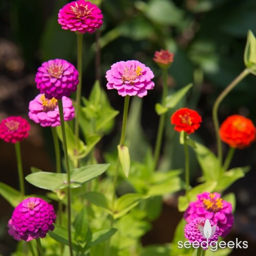 Zinnia (Dwarf), Lilliput Mix Heirloom Seeds - Flower Seeds, Flower Mi…