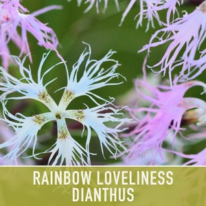 Rainbow Loveliness Dianthus Flower Seeds - Heirloom Seeds, Garden Pinks, Fragrant, Pollinator Garden, Edible Flower, Ground Cover, Non-GMO