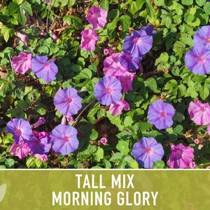 Morning Glory Tall Mix Heirloom Seeds, Ipomoea Purpurea image 11