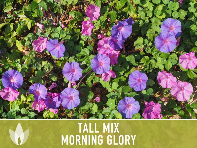 Morning Glory Tall Mix Heirloom Seeds, Ipomoea Purpurea image 11