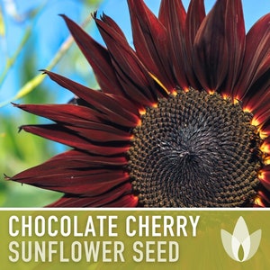 Chocolate Cherry Sunflower Seeds, Heirloom Flower Seeds, Non-GMO