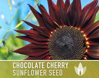 Chocolate Cherry Sunflower Seeds, Heirloom Flower Seeds, Non-GMO