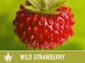Wild Strawberry Seeds - Heirloom Seeds, Alpine Strawberry, Woodland Strawberry, Medicinal Plant, Open Pollinated, Non-GMO