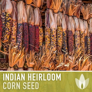 Indian Corn Heirloom Seeds - Ornamental Corn, Heirloom Corn, Flour Corn, Flint Corn, Hominy, Polenta, Open Pollinated, Non-GMO