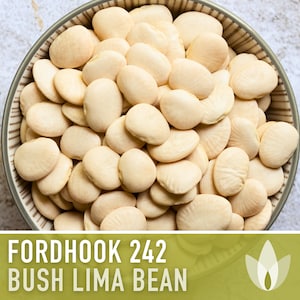 Lima Bean, Fordhook 242 Bean Seeds - Heirloom Seeds, Butter Beans, Bush Bean, Open Pollinated, Untreated, Non-GMO