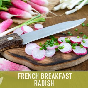French Breakfast Radish Heirloom Seeds image 5