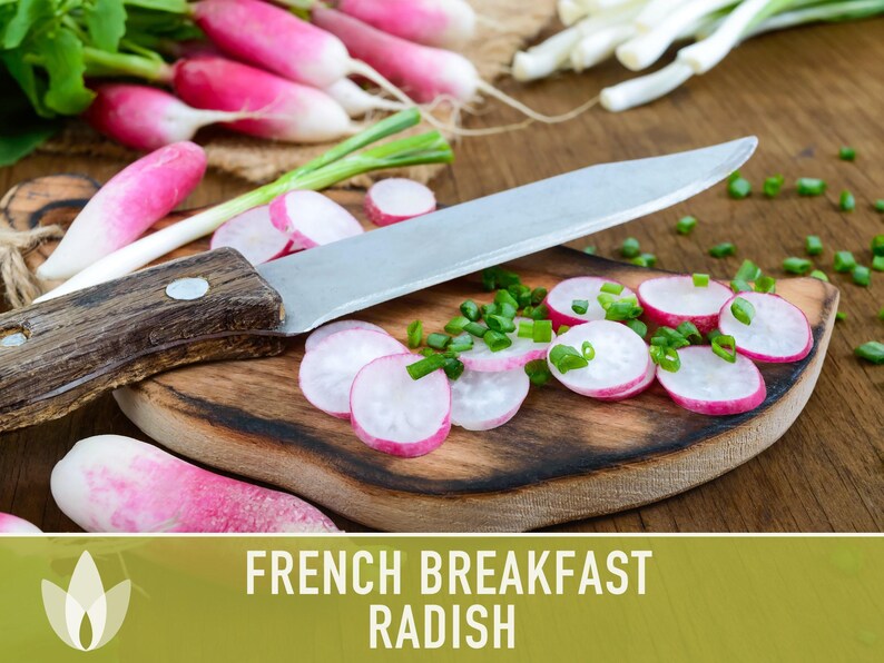 French Breakfast Radish Heirloom Seeds image 5