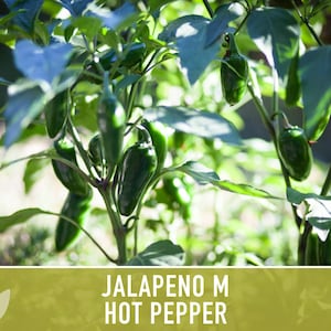 Jalapeno M Heirloom Pepper Seeds | 25+ Seeds, High Yield, Organic, Chili, Capsicum annuum image 8
