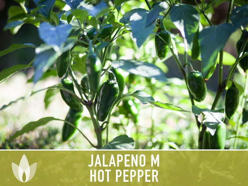 Jalapeno M Heirloom Pepper Seeds | 25+ Seeds, High Yield, Organic, Chili, Capsicum annuum image 8