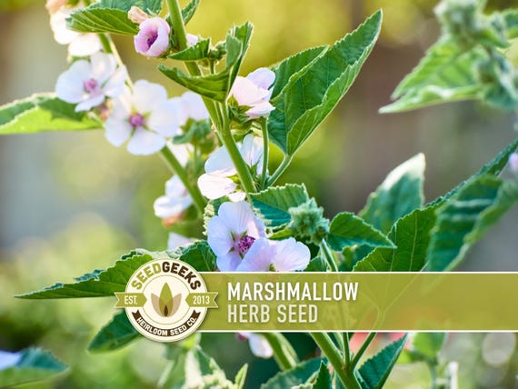 Marshmallow Herb Seeds | 50+ Seeds, Organic Heirloom Flower, Medicinal, Culinary | Althaea Officinalis
