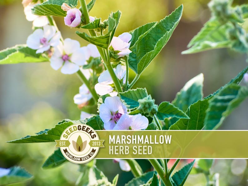 a close-up view of a plant with white flowers and green leaves, with a logo for a herb seed company in the background.