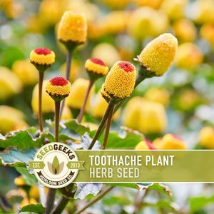 May include: A close-up of toothache plant herb seeds. The image shows bright yellow flower heads with red centers, set against a blurred green backdrop. The text "Toothache Plant Herb Seed" is displayed on a green banner.