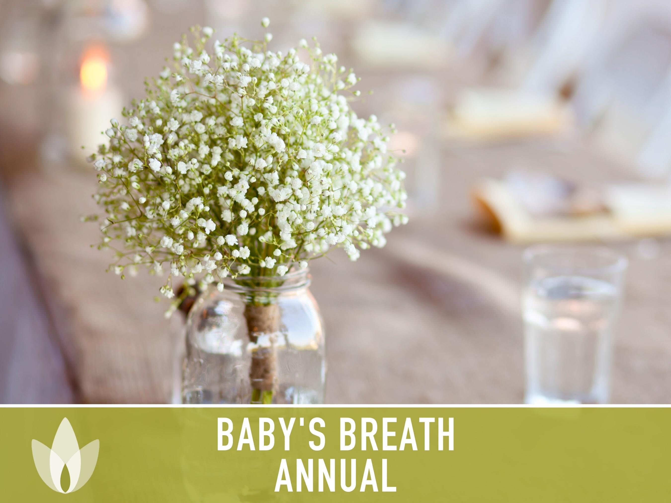 Baby's Breath, Annual Flower Seeds Heirloom Seeds, Wedding Bouquets, Covent  Garden, Floral Arrangements, Gypsophila Elegans, Non-gmo 