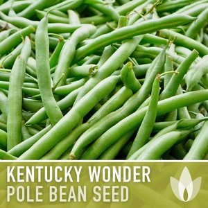 May include: Close-up of a pile of fresh green Kentucky Wonder pole bean seeds. The beans are long and slender, with a bright green color.