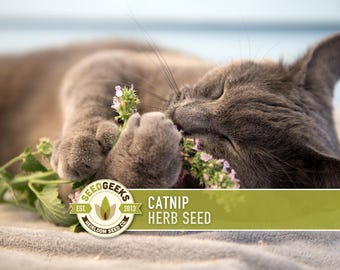 Puede incluir: Un gato gris está acostado, con las patas sosteniendo suavemente hierba gatera con pequeñas flores moradas. Los ojos del gato están cerrados y parece estar disfrutando de la hierba. La imagen incluye el texto "CATNIP HERB SEED" y el logotipo de Seed Geeks.